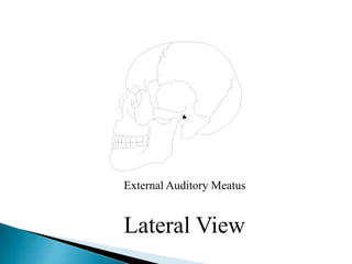 External Auditory Meatus
Lateral View
 