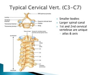  Smaller bodies
 Larger spinal canal
 1st and 2nd cervical
vertebrae are unique
◦ atlas & axis
 