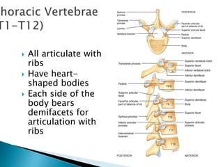  All articulate with
ribs
 Have heart-
shaped bodies
 Each side of the
body bears
demifacets for
articulation with
ribs
 