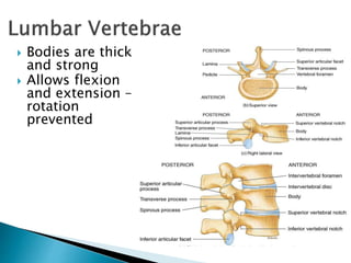  Bodies are thick
and strong
 Allows flexion
and extension –
rotation
prevented
 