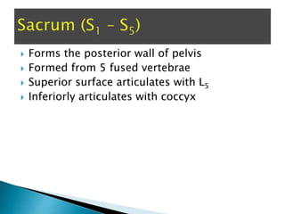  Forms the posterior wall of pelvis
 Formed from 5 fused vertebrae
 Superior surface articulates with L5
 Inferiorly articulates with coccyx
 