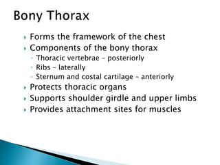  Forms the framework of the chest
 Components of the bony thorax
◦ Thoracic vertebrae – posteriorly
◦ Ribs – laterally
◦ Sternum and costal cartilage – anteriorly
 Protects thoracic organs
 Supports shoulder girdle and upper limbs
 Provides attachment sites for muscles
 