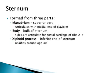  Formed from three parts :
◦ Manubrium – superior part
 Articulates with medial end of clavicles
◦ Body – bulk of sternum
 Sides are articulate for costal cartilage of ribs 2–7
◦ Xiphoid process – inferior end of sternum
 Ossifies around age 40
 