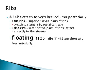  All ribs attach to vertebral column posteriorly
◦ True ribs - superior seven pairs of ribs
 Attach to sternum by costal cartilage
◦ False ribs – inferior five pairs of ribs ,attach
indirectly to the sternum
◦floating ribs ribs 11–12 are short and
free anteriorly.
 