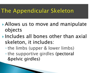  Allows us to move and manipulate
objects
 Includes all bones other than axial
skeleton, it includes:
◦ the limbs (upper & lower limbs)
◦ the supportive girdles (pectoral
&pelvic girdles)
 
