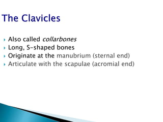  Also called collarbones
 Long, S-shaped bones
 Originate at the manubrium (sternal end)
 Articulate with the scapulae (acromial end)
 