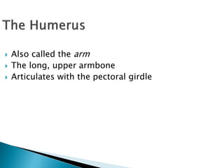  Also called the arm
 The long, upper armbone
 Articulates with the pectoral girdle
 