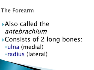 Also called the
antebrachium
Consists of 2 long bones:
◦ulna (medial)
◦radius (lateral)
 
