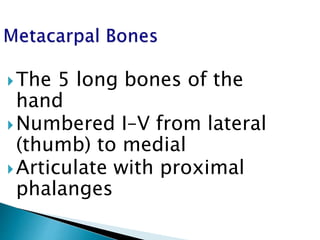The 5 long bones of the
hand
Numbered I–V from lateral
(thumb) to medial
Articulate with proximal
phalanges
 