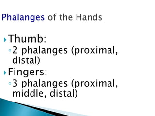 Thumb:
◦2 phalanges (proximal,
distal)
Fingers:
◦3 phalanges (proximal,
middle, distal)
 