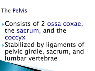 Consists of 2 ossa coxae,
the sacrum, and the
coccyx
Stabilized by ligaments of
pelvic girdle, sacrum, and
lumbar vertebrae
 