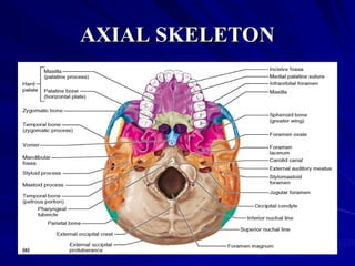 skeletal-system.ppt (for College)Medical | PPT