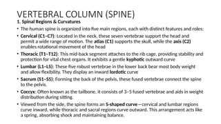 VERTEBRAL COLUMN (SPINE)
1. Spinal Regions & Curvatures
• The human spine is organized into five main regions, each with distinct features and roles:
• Cervical (C1–C7): Located in the neck, these seven vertebrae support the head and
permit a wide range of motion. The atlas (C1) supports the skull, while the axis (C2)
enables rotational movement of the head
• Thoracic (T1–T12): This mid-back segment attaches to the rib cage, providing stability and
protection for vital chest organs. It exhibits a gentle kyphotic outward curve
• Lumbar (L1–L5): These five robust vertebrae in the lower back bear most body weight
and allow flexibility. They display an inward lordotic curve
• Sacrum (S1–S5): Forming the back of the pelvis, these fused vertebrae connect the spine
to the pelvis.
• Coccyx: Often known as the tailbone, it consists of 3–5 fused vertebrae and aids in weight
distribution during sitting.
• Viewed from the side, the spine forms an S-shaped curve—cervical and lumbar regions
curve inward, while thoracic and sacral regions curve outward. This arrangement acts like
a spring, absorbing shock and maintaining balance.
 