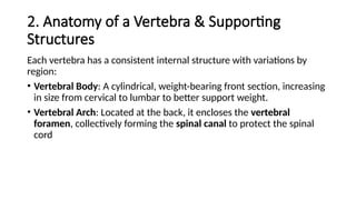 2. Anatomy of a Vertebra & Supporting
Structures
Each vertebra has a consistent internal structure with variations by
region:
• Vertebral Body: A cylindrical, weight-bearing front section, increasing
in size from cervical to lumbar to better support weight.
• Vertebral Arch: Located at the back, it encloses the vertebral
foramen, collectively forming the spinal canal to protect the spinal
cord
 