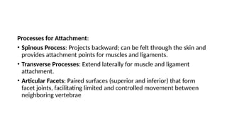 Processes for Attachment:
• Spinous Process: Projects backward; can be felt through the skin and
provides attachment points for muscles and ligaments.
• Transverse Processes: Extend laterally for muscle and ligament
attachment.
• Articular Facets: Paired surfaces (superior and inferior) that form
facet joints, facilitating limited and controlled movement between
neighboring vertebrae
 