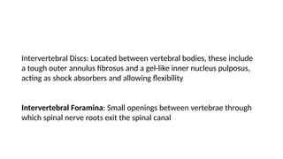 Intervertebral Discs: Located between vertebral bodies, these include
a tough outer annulus fibrosus and a gel-like inner nucleus pulposus,
acting as shock absorbers and allowing flexibility
Intervertebral Foramina: Small openings between vertebrae through
which spinal nerve roots exit the spinal canal
 