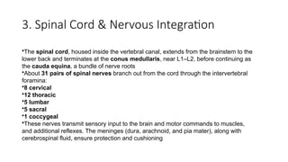 3. Spinal Cord & Nervous Integration
•The spinal cord, housed inside the vertebral canal, extends from the brainstem to the
lower back and terminates at the conus medullaris, near L1–L2, before continuing as
the cauda equina, a bundle of nerve roots
•About 31 pairs of spinal nerves branch out from the cord through the intervertebral
foramina:
•8 cervical
•12 thoracic
•5 lumbar
•5 sacral
•1 coccygeal
•These nerves transmit sensory input to the brain and motor commands to muscles,
and additional reflexes. The meninges (dura, arachnoid, and pia mater), along with
cerebrospinal fluid, ensure protection and cushioning
 