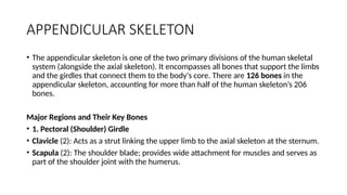 APPENDICULAR SKELETON
• The appendicular skeleton is one of the two primary divisions of the human skeletal
system (alongside the axial skeleton). It encompasses all bones that support the limbs
and the girdles that connect them to the body's core. There are 126 bones in the
appendicular skeleton, accounting for more than half of the human skeleton’s 206
bones.
Major Regions and Their Key Bones
• 1. Pectoral (Shoulder) Girdle
• Clavicle (2): Acts as a strut linking the upper limb to the axial skeleton at the sternum.
• Scapula (2): The shoulder blade; provides wide attachment for muscles and serves as
part of the shoulder joint with the humerus.
 