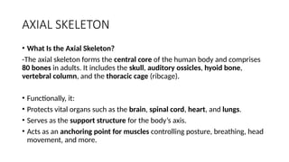 AXIAL SKELETON
• What Is the Axial Skeleton?
-The axial skeleton forms the central core of the human body and comprises
80 bones in adults. It includes the skull, auditory ossicles, hyoid bone,
vertebral column, and the thoracic cage (ribcage).
• Functionally, it:
• Protects vital organs such as the brain, spinal cord, heart, and lungs.
• Serves as the support structure for the body’s axis.
• Acts as an anchoring point for muscles controlling posture, breathing, head
movement, and more.
 