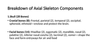 Breakdown of Axial Skeleton Components
1.Skull (28 Bones)
• Cranial bones (8): Frontal, parietal (2), temporal (2), occipital,
sphenoid, ethmoid—enclose and protect the brain.
• Facial bones (14): Maxillae (2), zygomatic (2), mandible, nasal (2),
palatine (2), inferior nasal concha (2), lacrimal (2), vomer—shape the
face and form entryways for air and food
 