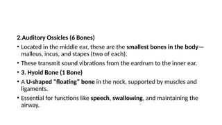 2.Auditory Ossicles (6 Bones)
• Located in the middle ear, these are the smallest bones in the body—
malleus, incus, and stapes (two of each).
• These transmit sound vibrations from the eardrum to the inner ear.
• 3. Hyoid Bone (1 Bone)
• A U-shaped “floating” bone in the neck, supported by muscles and
ligaments.
• Essential for functions like speech, swallowing, and maintaining the
airway.
 