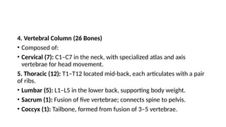 4. Vertebral Column (26 Bones)
• Composed of:
• Cervical (7): C1–C7 in the neck, with specialized atlas and axis
vertebrae for head movement.
5. Thoracic (12): T1–T12 located mid-back, each articulates with a pair
of ribs.
• Lumbar (5): L1–L5 in the lower back, supporting body weight.
• Sacrum (1): Fusion of five vertebrae; connects spine to pelvis.
• Coccyx (1): Tailbone, formed from fusion of 3–5 vertebrae.
 