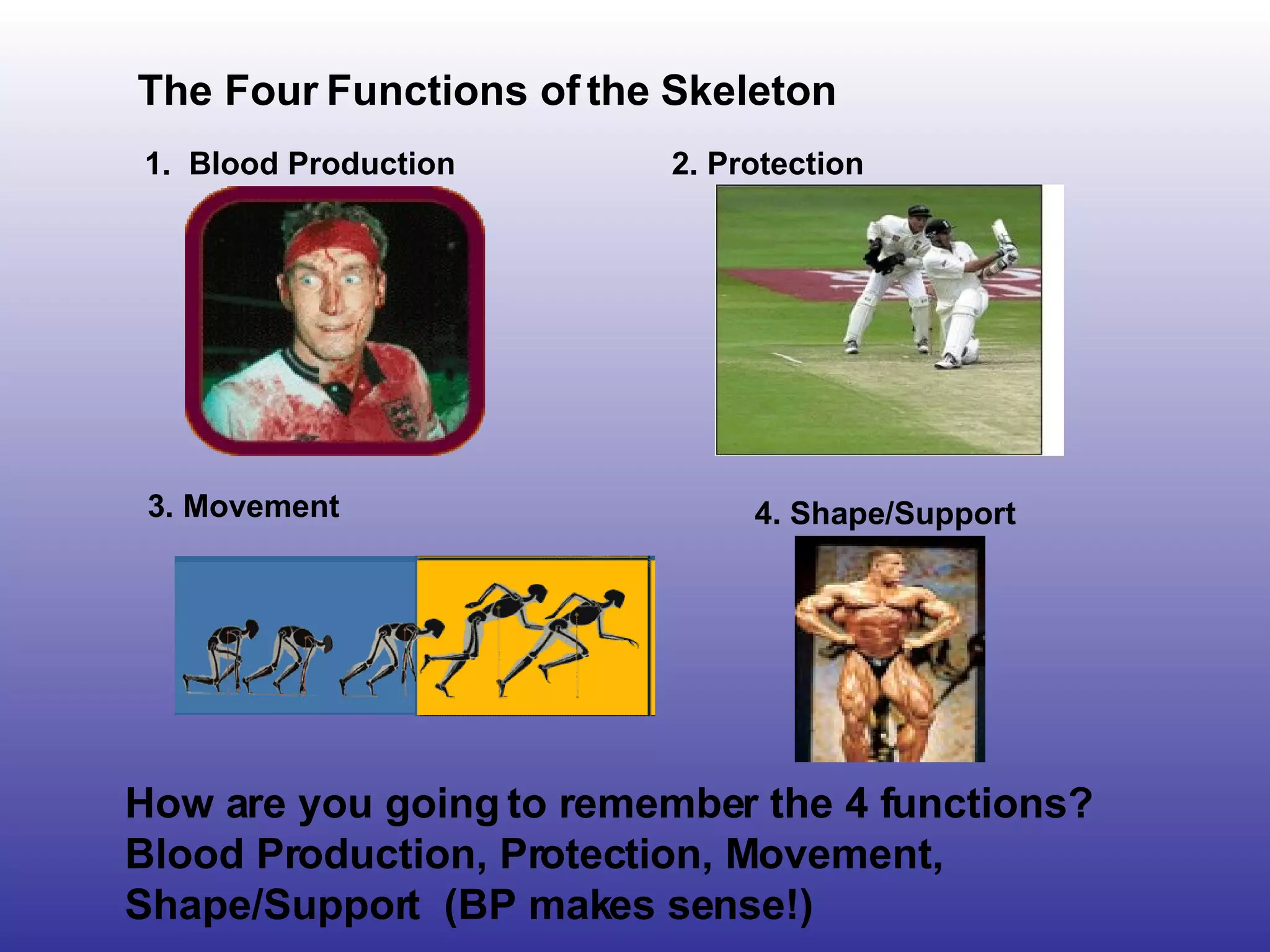 Skeletal System and Joints | PPT