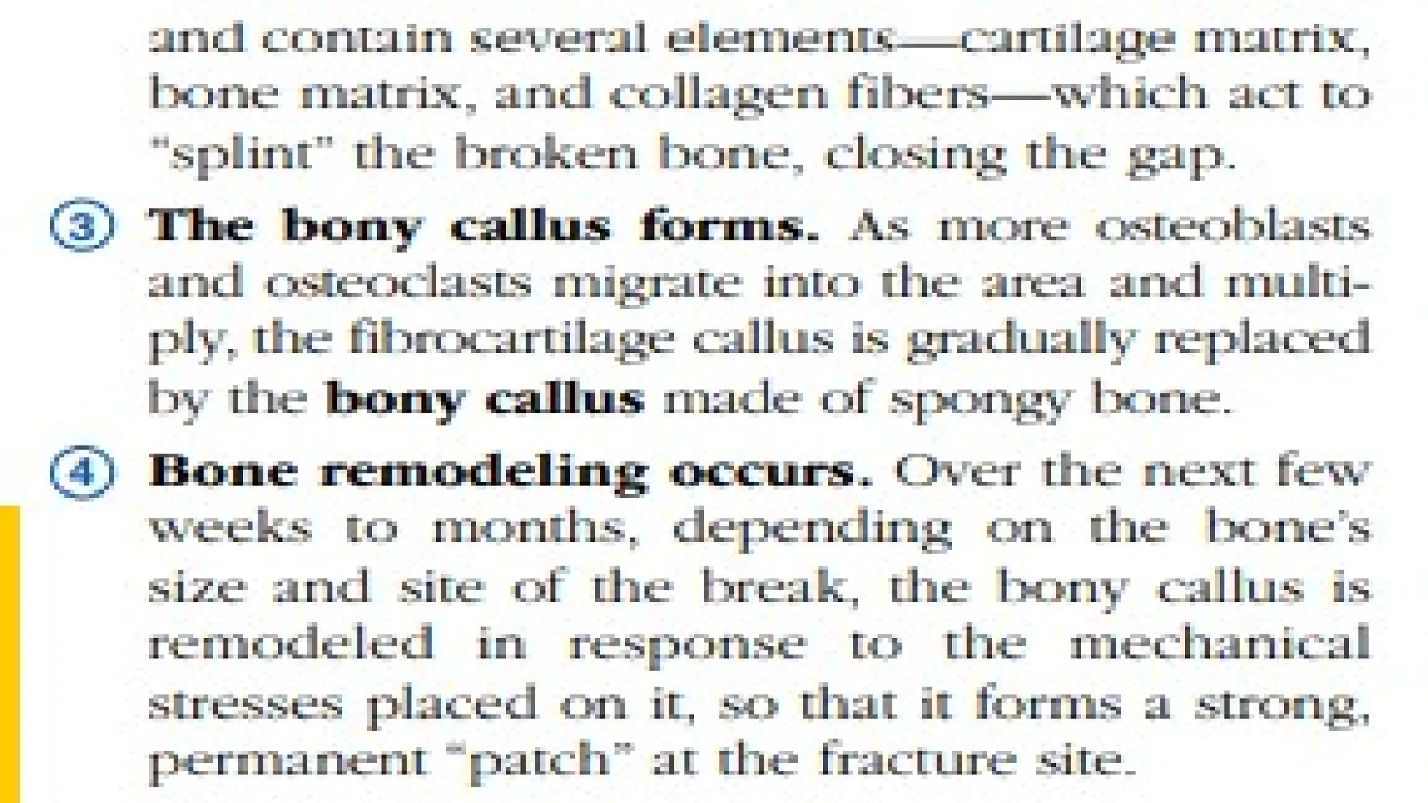 Skeletal System Final Pptx Ppt Skeletal System Final Pptx Ppt