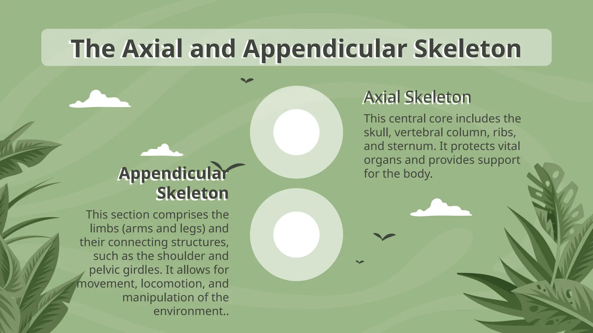 Appendicular
Skeleton
Axial Skeleton
This section comprises the
limbs (arms and legs) and
their connecting structures,
such as the shoulder and
pelvic girdles. It allows for
movement, locomotion, and
manipulation of the
environment..
This central core includes the
skull, vertebral column, ribs,
and sternum. It protects vital
organs and provides support
for the body.
The Axial and Appendicular Skeleton
 