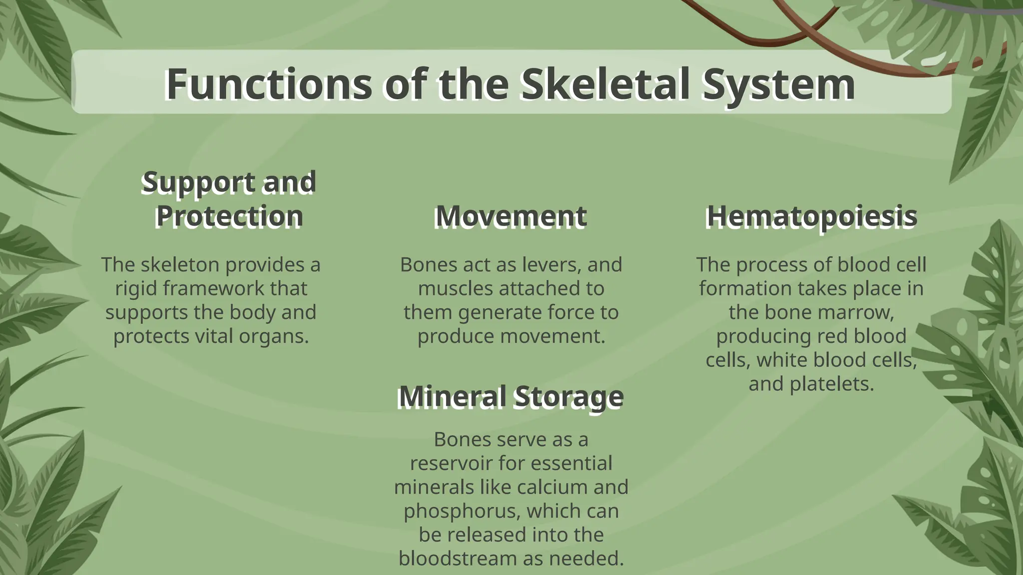Functions of the Skeletal System
The skeleton provides a
rigid framework that
supports the body and
protects vital organs.
Bones act as levers, and
muscles attached to
them generate force to
produce movement.
The process of blood cell
formation takes place in
the bone marrow,
producing red blood
cells, white blood cells,
and platelets.
Bones serve as a
reservoir for essential
minerals like calcium and
phosphorus, which can
be released into the
bloodstream as needed.
Support and
Protection Movement Hematopoiesis
Mineral Storage
 