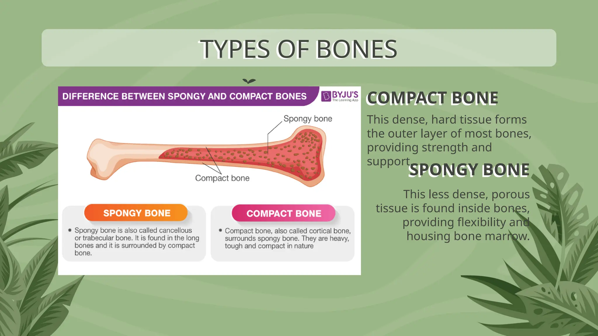 SPONGY BONE
COMPACT BONE
This dense, hard tissue forms
the outer layer of most bones,
providing strength and
support.
TYPES OF BONES
This less dense, porous
tissue is found inside bones,
providing flexibility and
housing bone marrow.
 