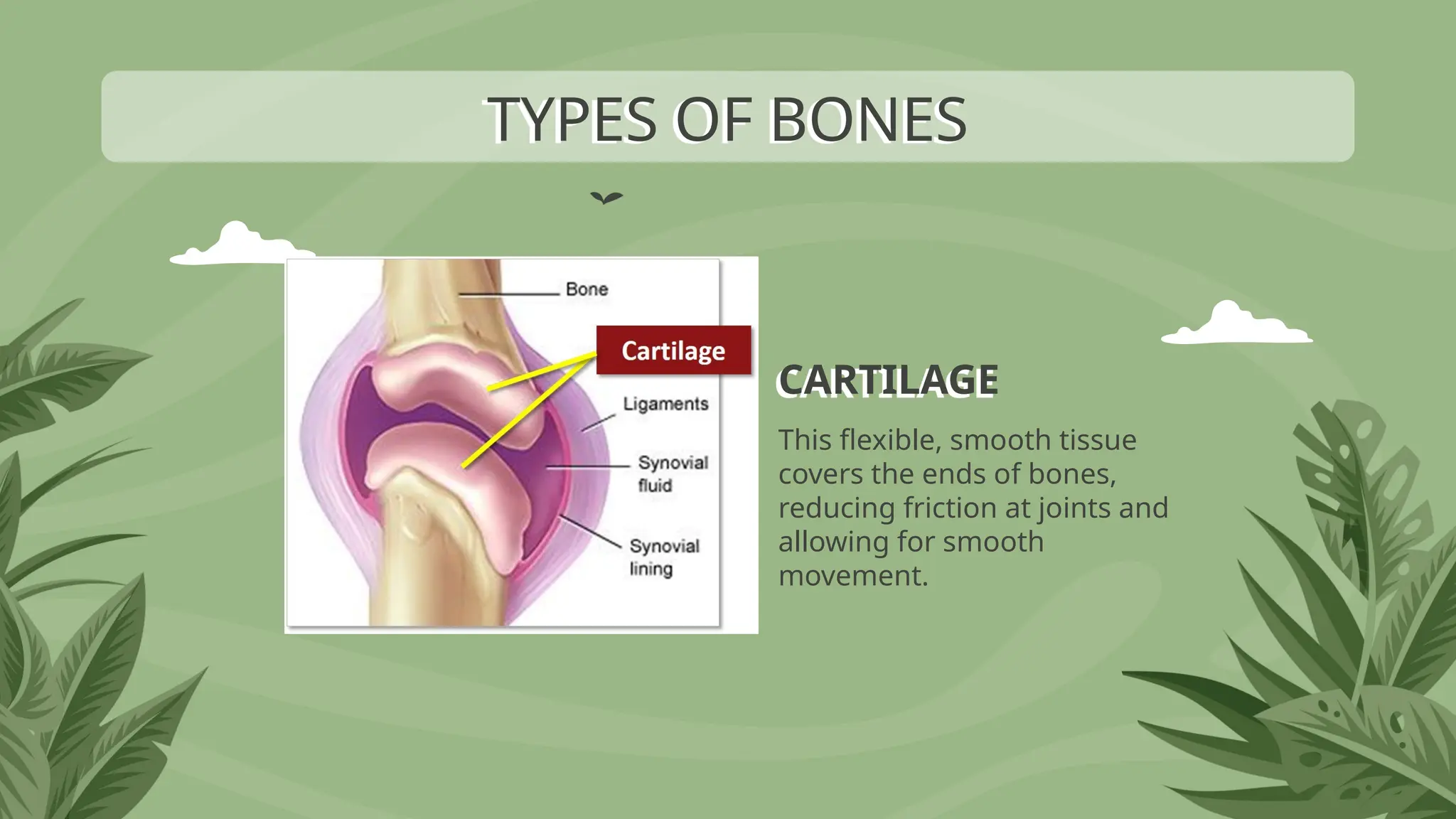 CARTILAGE
This flexible, smooth tissue
covers the ends of bones,
reducing friction at joints and
allowing for smooth
movement.
TYPES OF BONES
 
