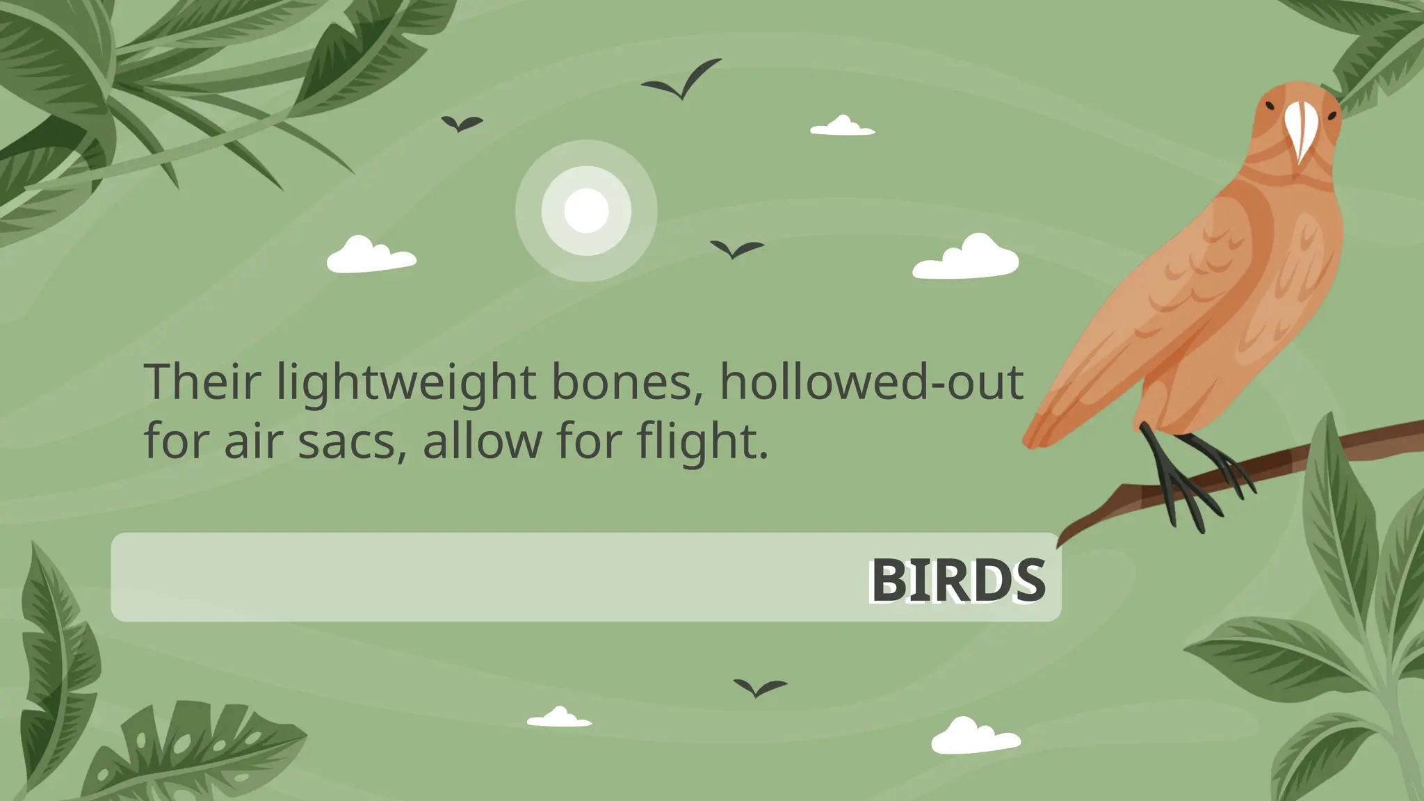 BIRDS
Their lightweight bones, hollowed-out
for air sacs, allow for flight.
 