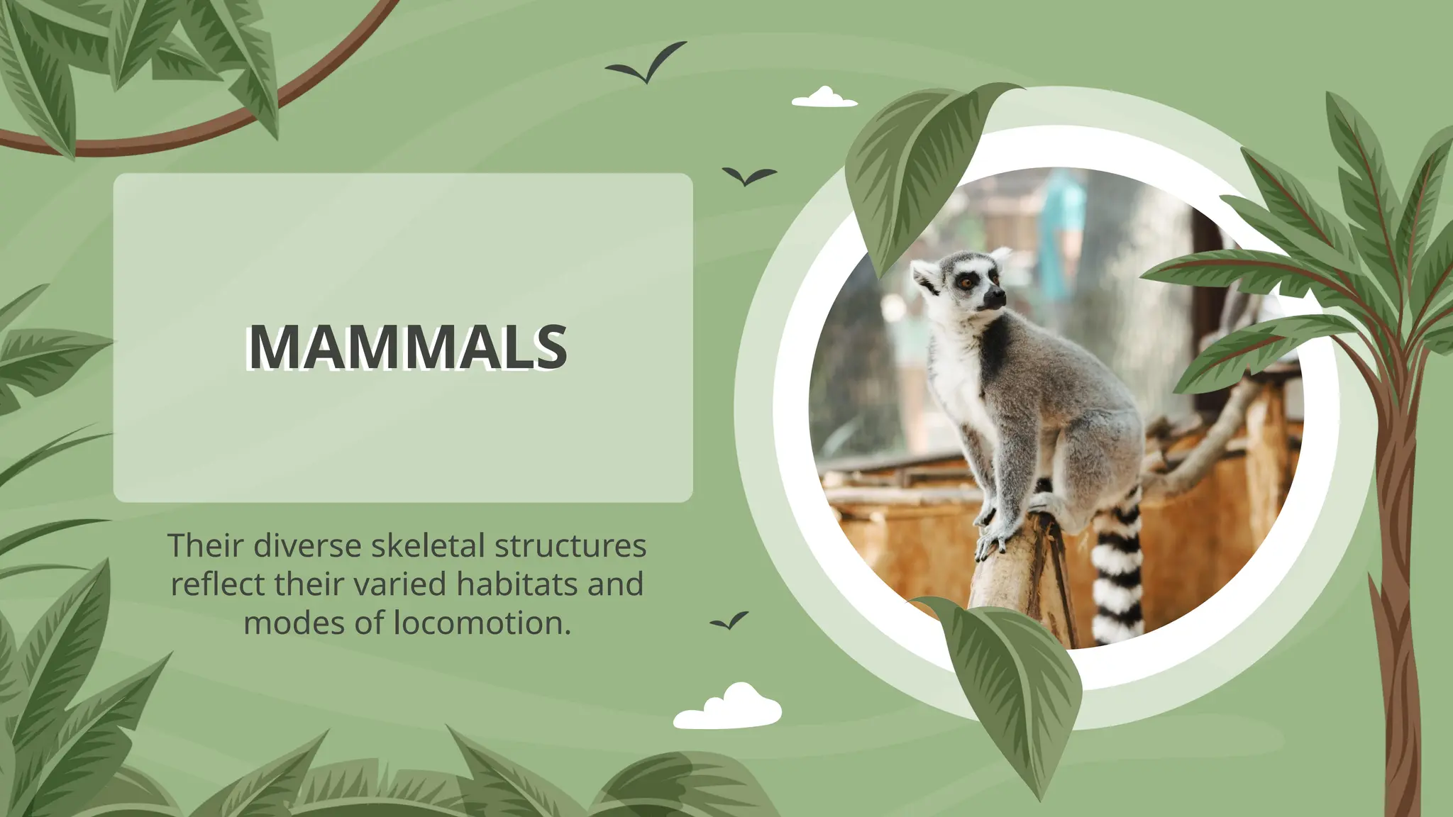 Their diverse skeletal structures
reflect their varied habitats and
modes of locomotion.
MAMMALS
 