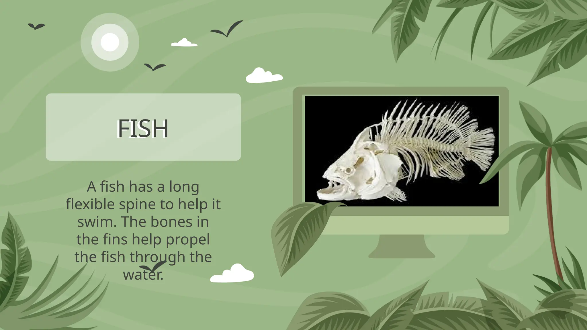 A fish has a long
flexible spine to help it
swim. The bones in
the fins help propel
the fish through the
water.
FISH
 