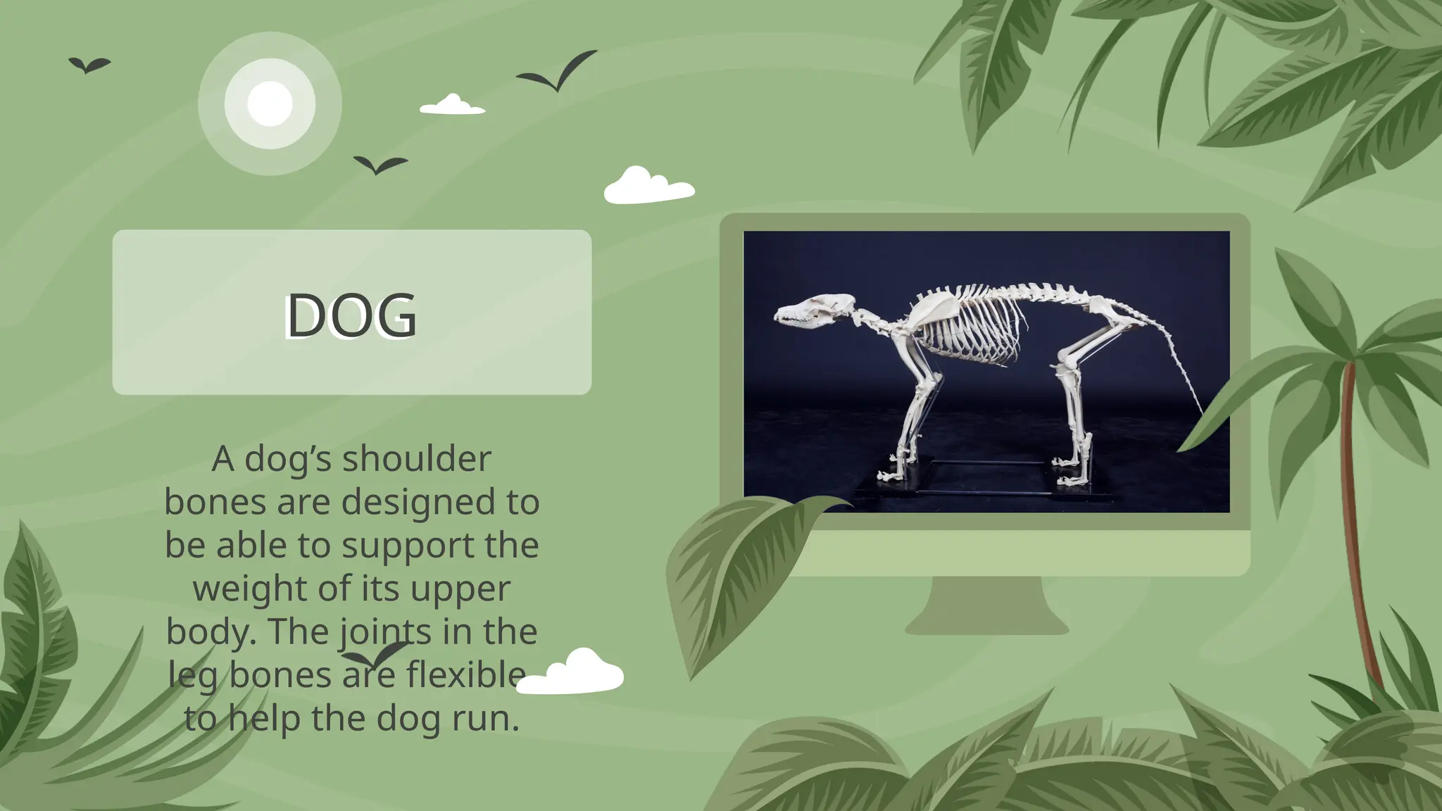 A dog’s shoulder
bones are designed to
be able to support the
weight of its upper
body. The joints in the
leg bones are flexible
to help the dog run.
DOG
 