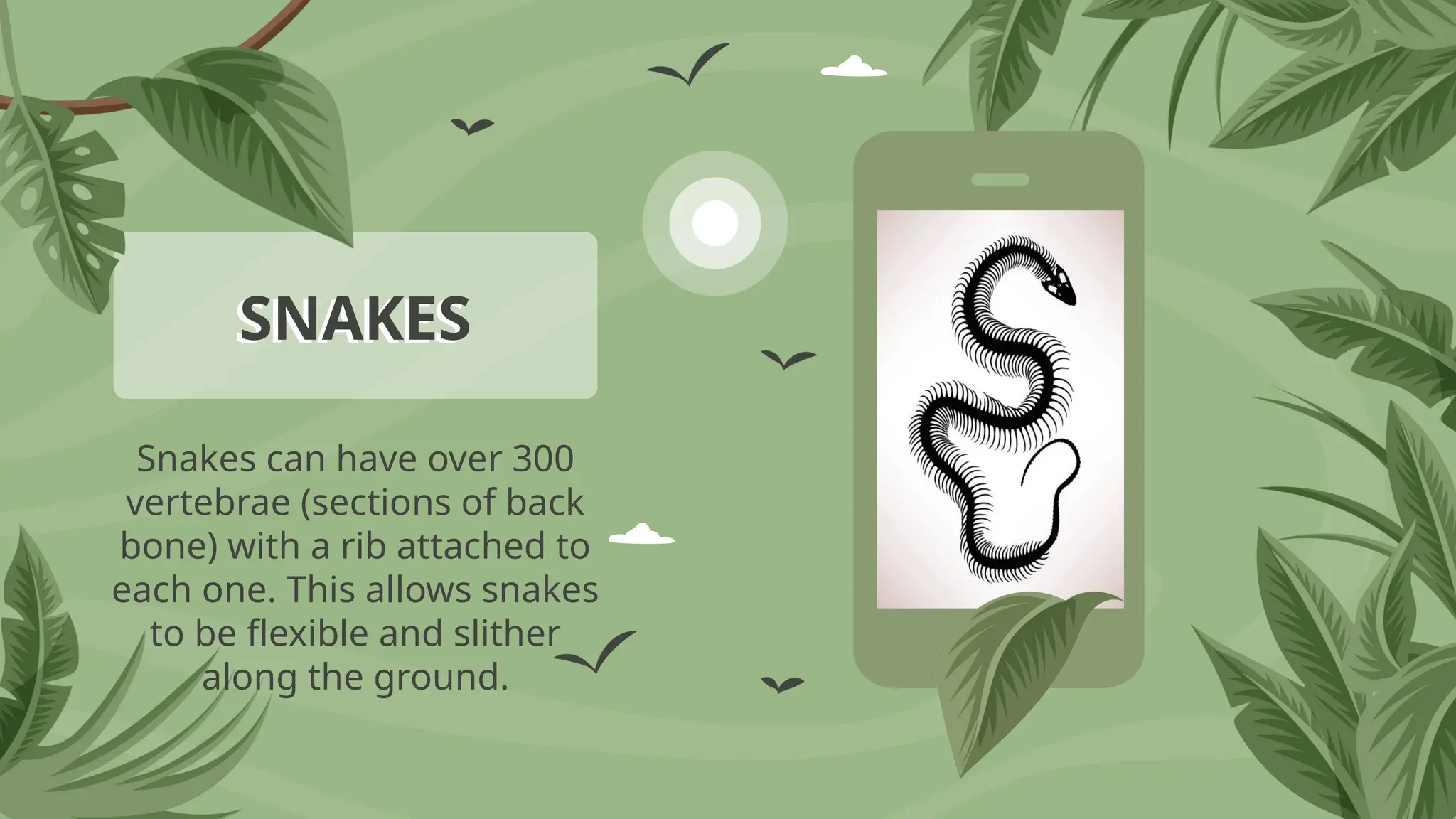 Snakes can have over 300
vertebrae (sections of back
bone) with a rib attached to
each one. This allows snakes
to be flexible and slither
along the ground.
SNAKES
 