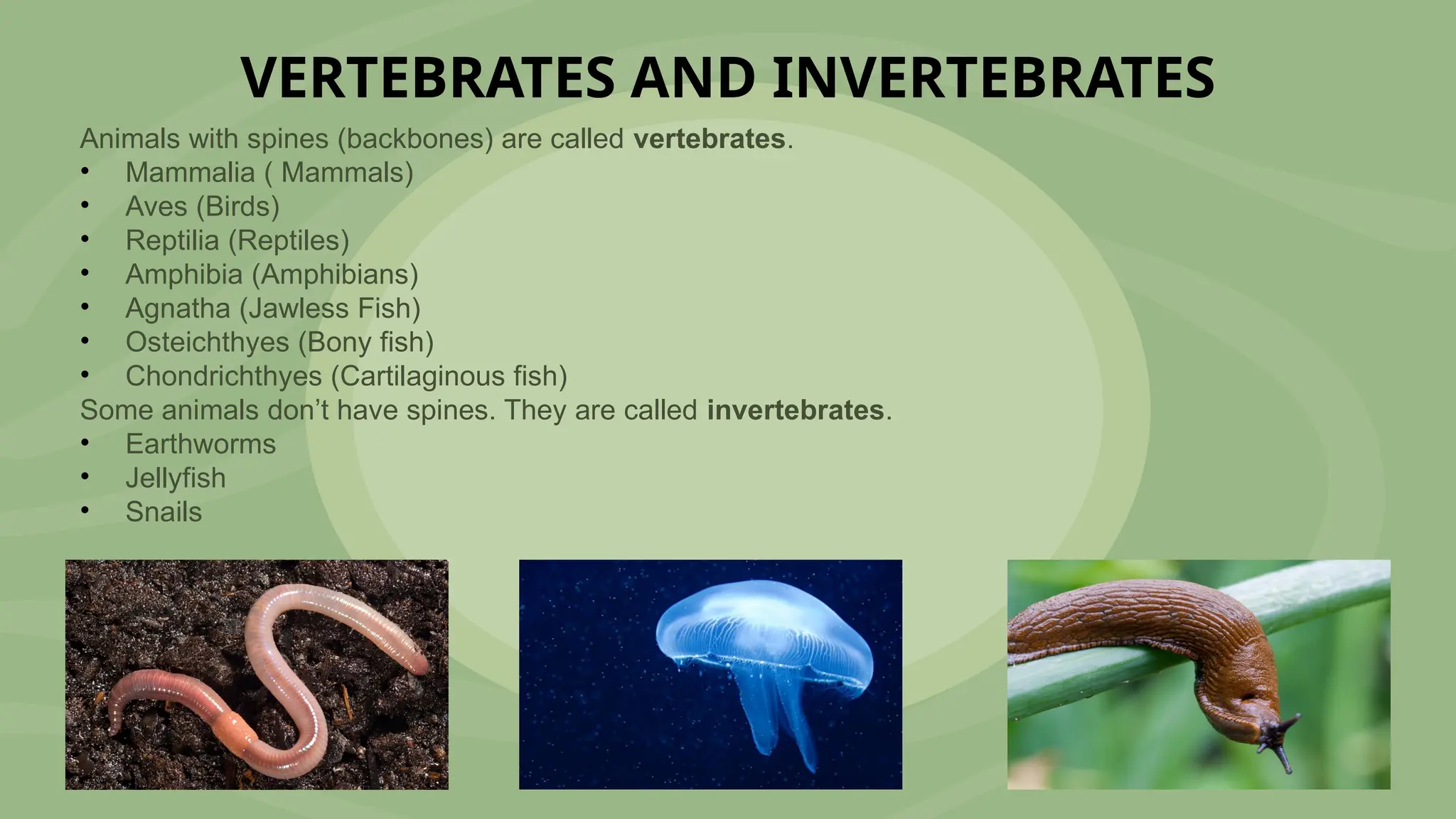 VERTEBRATES AND INVERTEBRATES
Animals with spines (backbones) are called vertebrates.
• Mammalia ( Mammals)
• Aves (Birds)
• Reptilia (Reptiles)
• Amphibia (Amphibians)
• Agnatha (Jawless Fish)
• Osteichthyes (Bony fish)
• Chondrichthyes (Cartilaginous fish)
Some animals don’t have spines. They are called invertebrates.
• Earthworms
• Jellyfish
• Snails
 