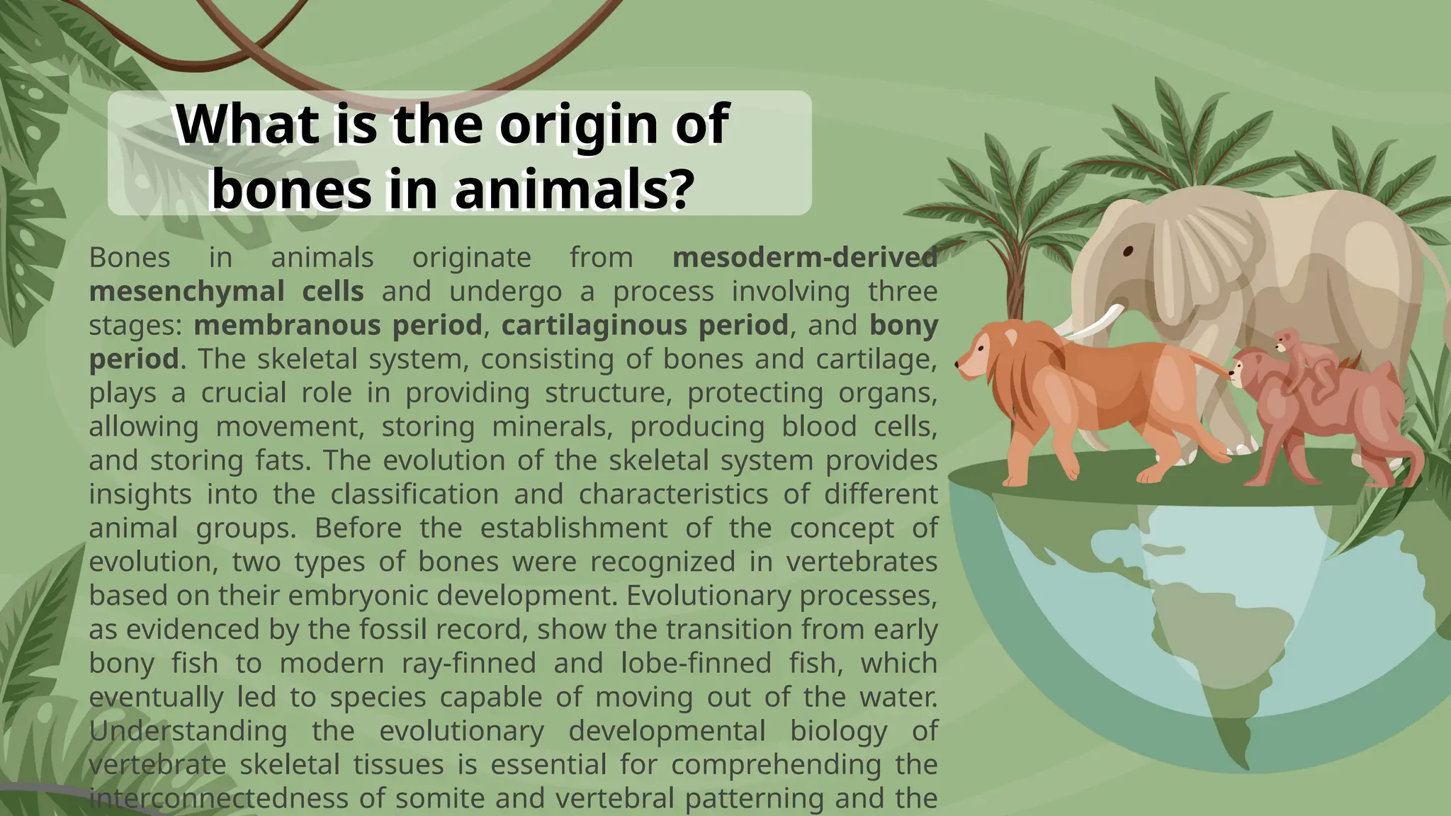 What is the origin of
bones in animals?
Bones in animals originate from mesoderm-derived
mesenchymal cells and undergo a process involving three
stages: membranous period, cartilaginous period, and bony
period. The skeletal system, consisting of bones and cartilage,
plays a crucial role in providing structure, protecting organs,
allowing movement, storing minerals, producing blood cells,
and storing fats. The evolution of the skeletal system provides
insights into the classification and characteristics of different
animal groups. Before the establishment of the concept of
evolution, two types of bones were recognized in vertebrates
based on their embryonic development. Evolutionary processes,
as evidenced by the fossil record, show the transition from early
bony fish to modern ray-finned and lobe-finned fish, which
eventually led to species capable of moving out of the water.
Understanding the evolutionary developmental biology of
vertebrate skeletal tissues is essential for comprehending the
interconnectedness of somite and vertebral patterning and the
 