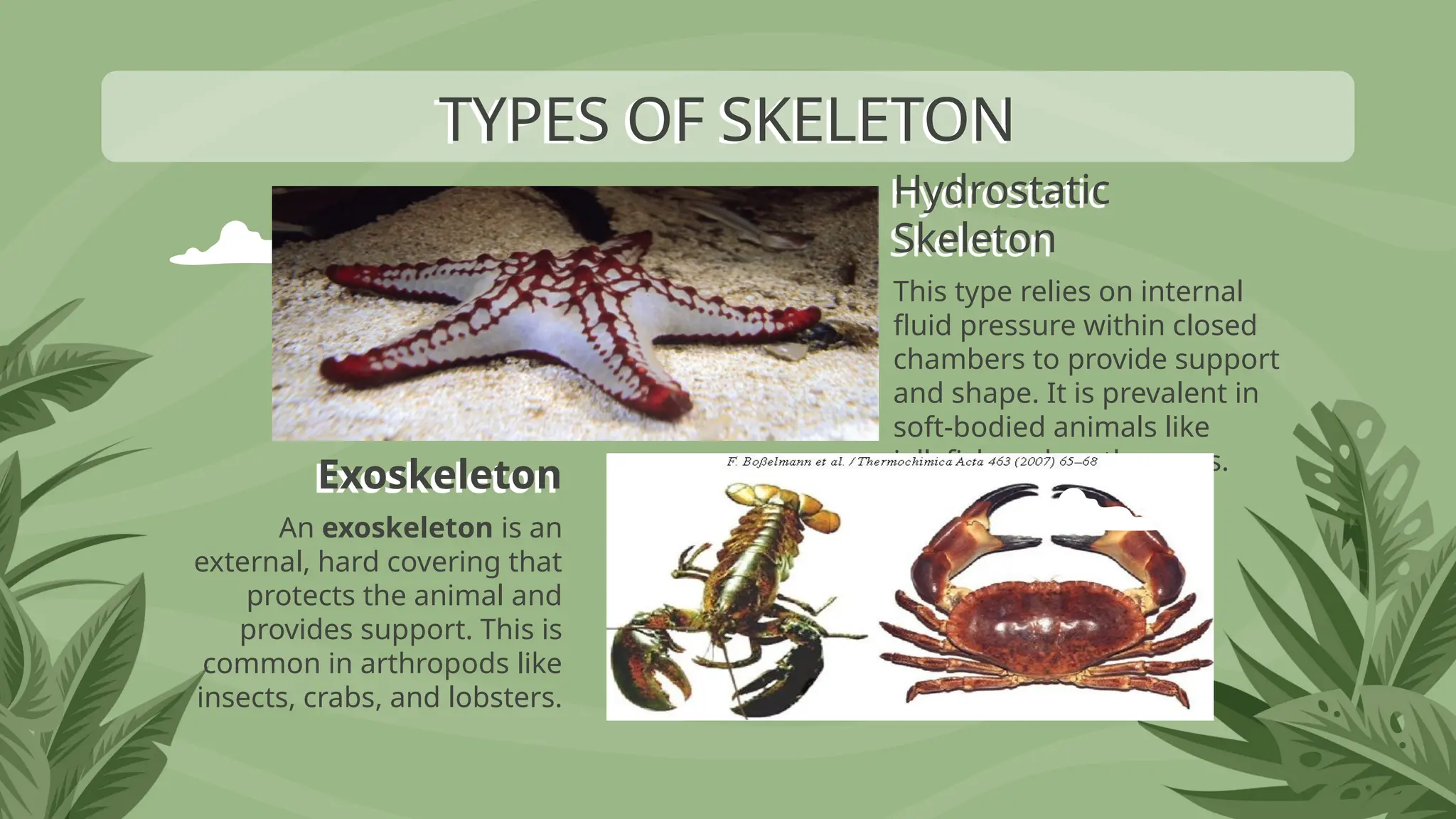 Exoskeleton
Hydrostatic
Skeleton
An exoskeleton is an
external, hard covering that
protects the animal and
provides support. This is
common in arthropods like
insects, crabs, and lobsters.
This type relies on internal
fluid pressure within closed
chambers to provide support
and shape. It is prevalent in
soft-bodied animals like
jellyfish and earthworms.
TYPES OF SKELETON
 