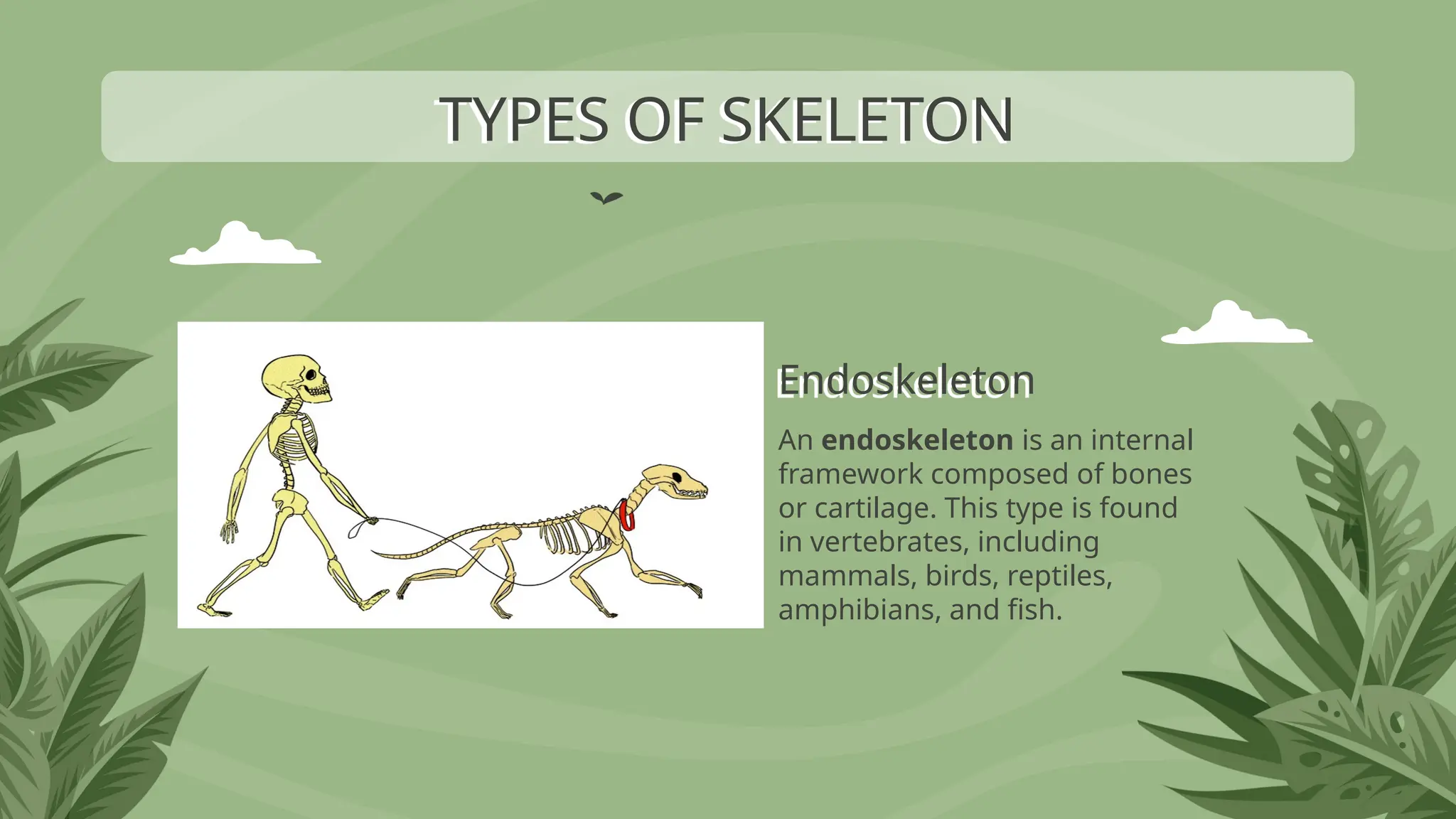 Endoskeleton
An endoskeleton is an internal
framework composed of bones
or cartilage. This type is found
in vertebrates, including
mammals, birds, reptiles,
amphibians, and fish.
TYPES OF SKELETON
 