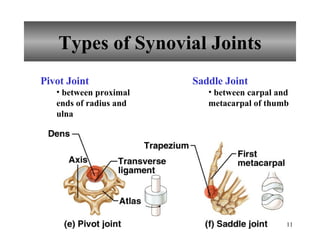 Types of Synovial Joints Pivot Joint between proximal ends of radius and ulna Saddle Joint between carpal and metacarpal of thumb 