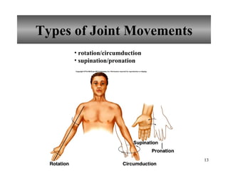 Types of Joint Movements rotation/circumduction supination/pronation 