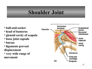 Shoulder Joint ball-and-socket head of humerus glenoid cavity of scapula loose joint capsule bursae ligaments prevent displacement very wide range of movement 
