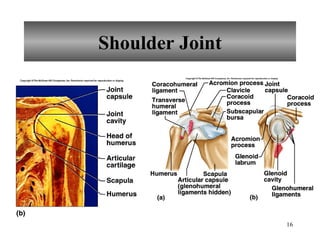 Shoulder Joint 