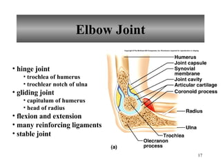 Elbow Joint hinge joint trochlea of humerus trochlear notch of ulna gliding joint capitulum of humerus head of radius flexion and extension many reinforcing ligaments stable joint 