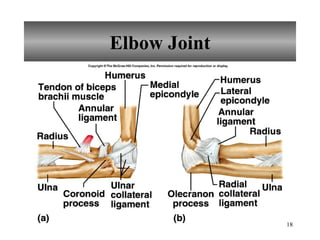 Elbow Joint 