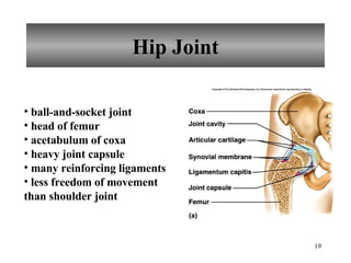 Hip Joint ball-and-socket joint head of femur acetabulum of coxa heavy joint capsule many reinforcing ligaments less freedom of movement than shoulder joint 