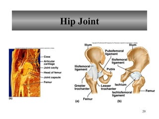 Hip Joint 