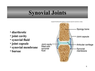 Synovial Joints diarthrotic joint cavity synovial fluid joint capsule synovial membrane bursae 